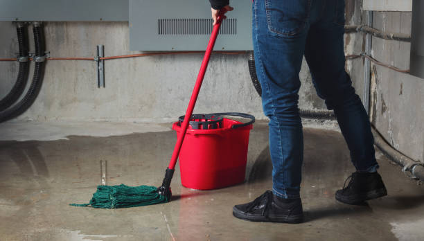 Best Mold removal after water damage  in Carbon Cliff, IL
